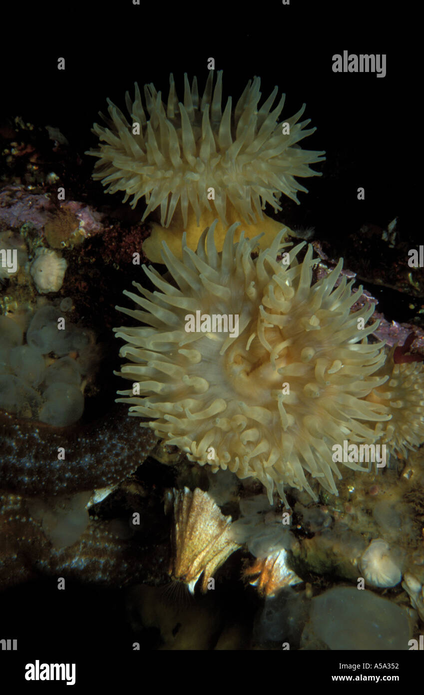 Painted Anemone Urticina crassicornis Stock Photo Alamy