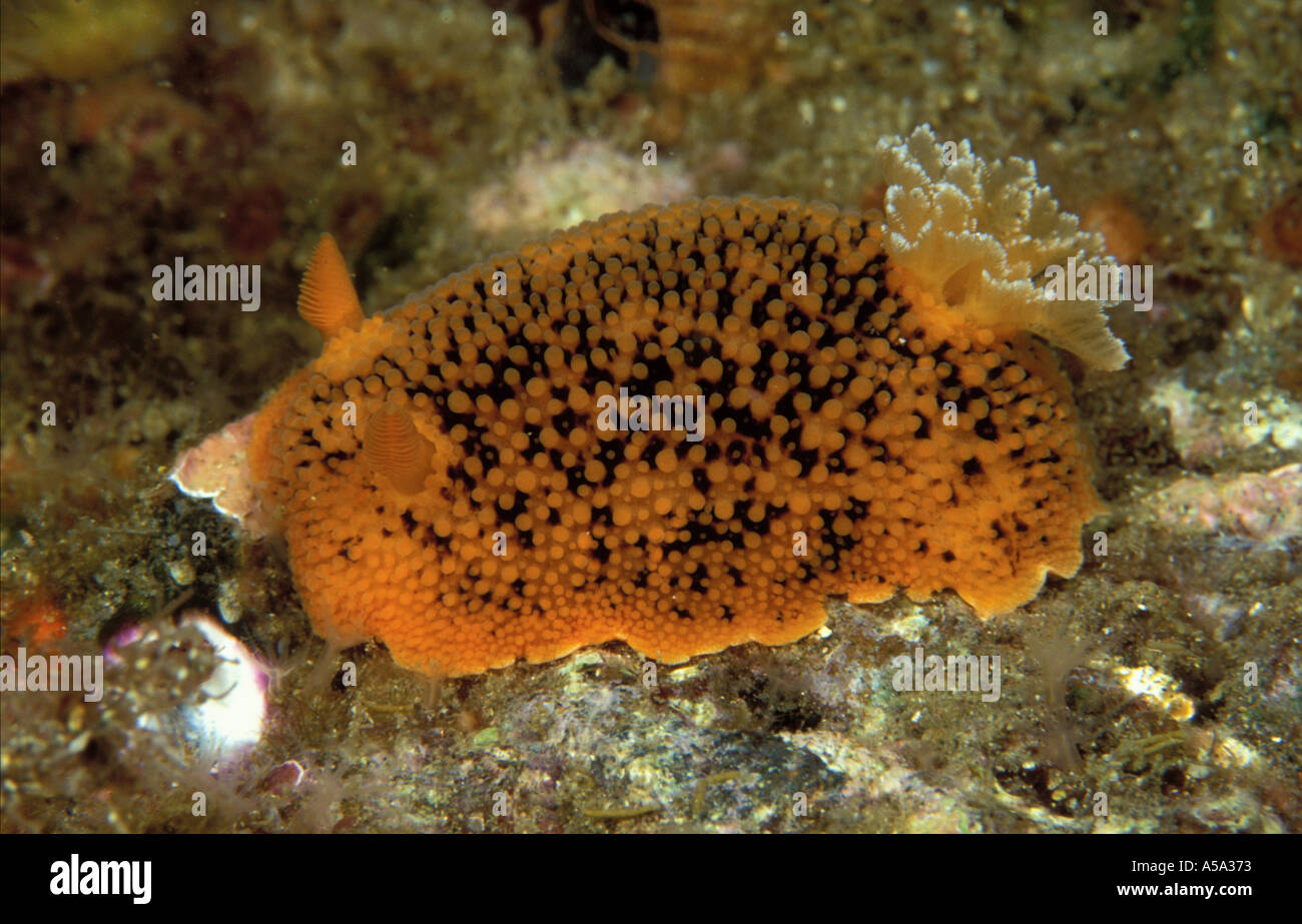 Sea Lemon Anisodoris nobilis Stock Photo - Alamy