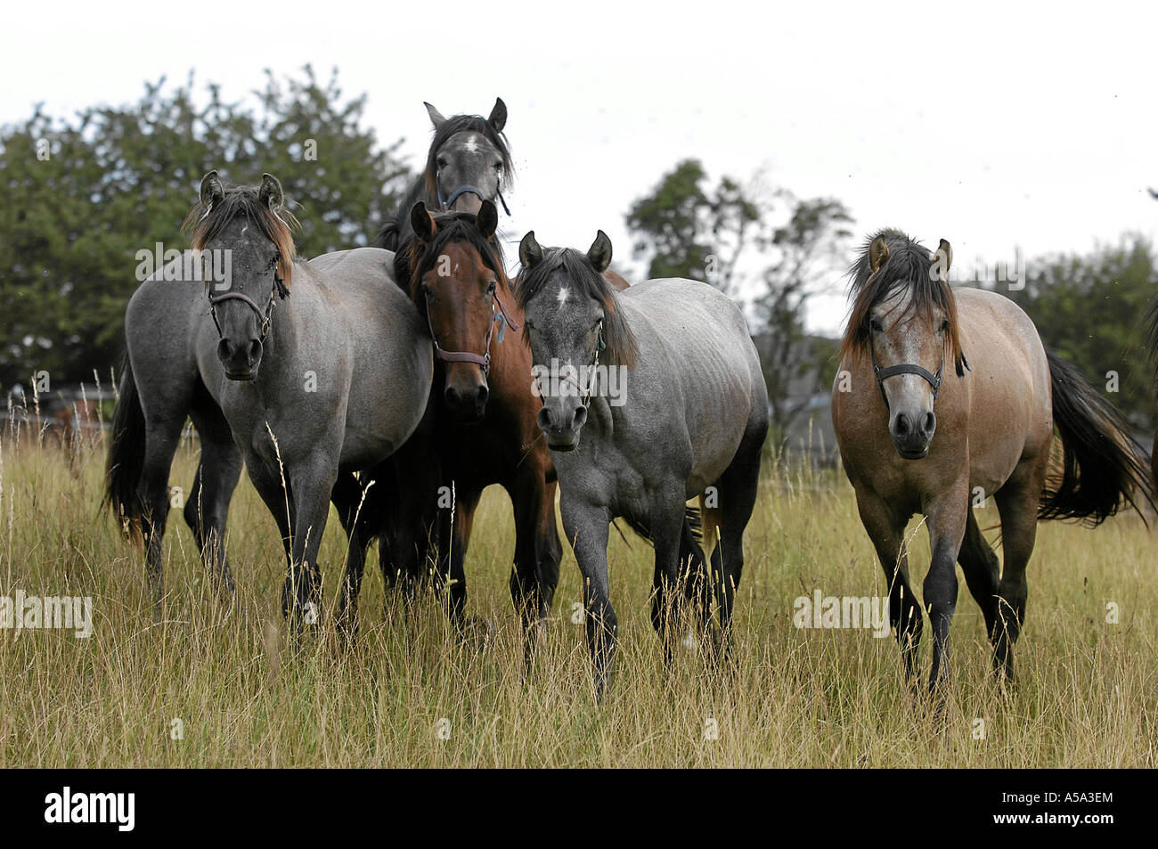 Pura Raza Espanola Andalusier Andalusian Horse Stock Photo