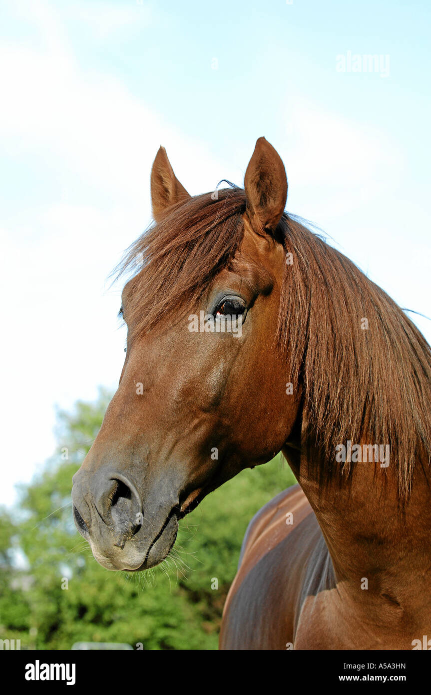 Horse horses andalusian hi-res stock photography and images - Page 24 -  Alamy
