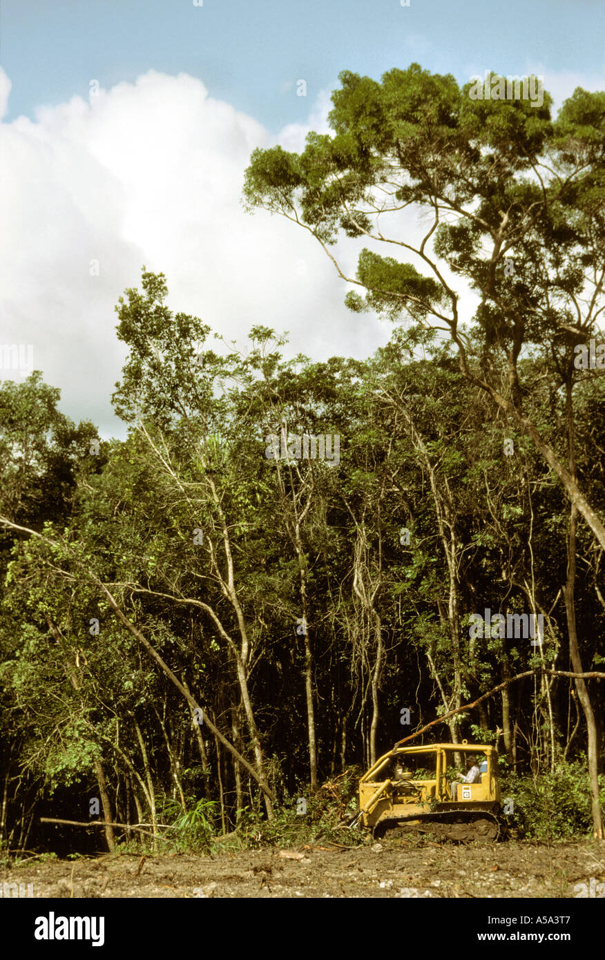 Belize deforestation by bulldozer in progress Stock Photo