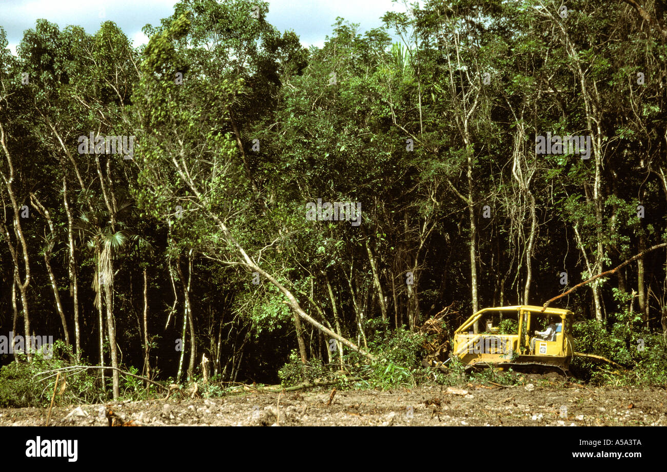 Belize Deforestation by bulldozer in progress Stock Photo