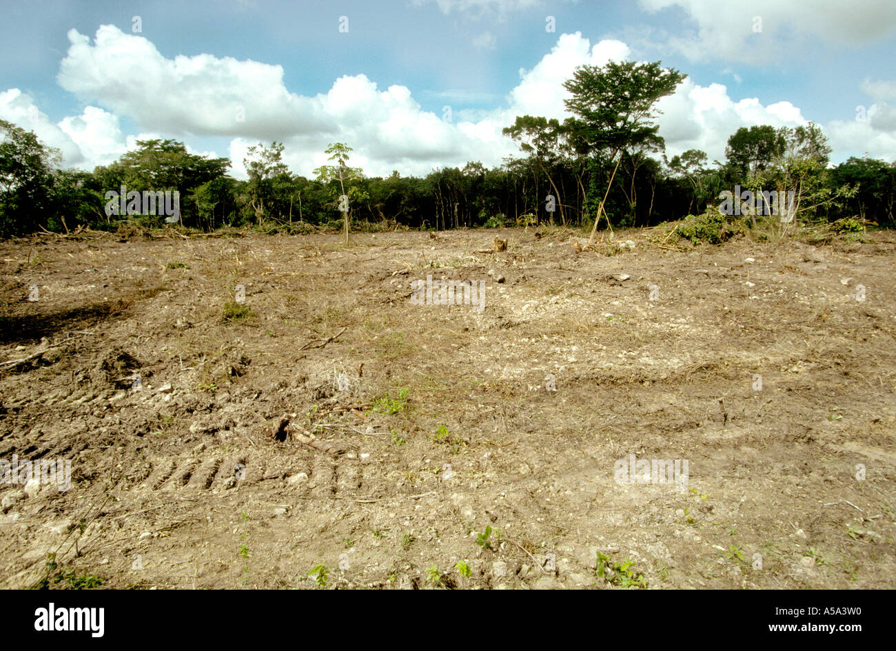 Belize Northern Deforested area near Sand Hill Stock Photo