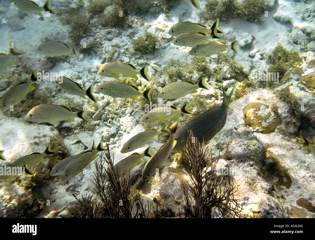 Belize Underwater Hol Chan marine national park Blue striped Grunts with Stoplight Parrotfish Stock Photo