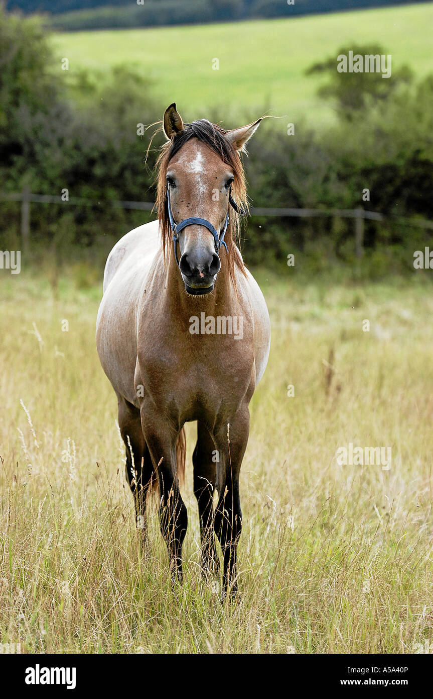 Pura Raza Espanola Andalusier Andalusian Horse Stock Photo