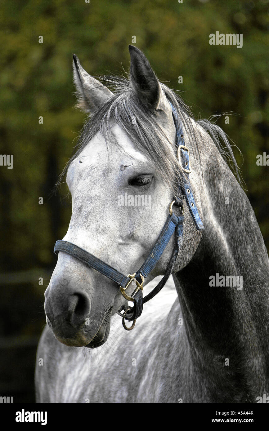 Anglo Araber Anglo Arab Horse Stock Photo