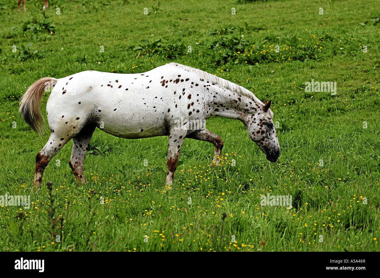 Appaloosa horse breed, gray horse Stock Photo Alamy