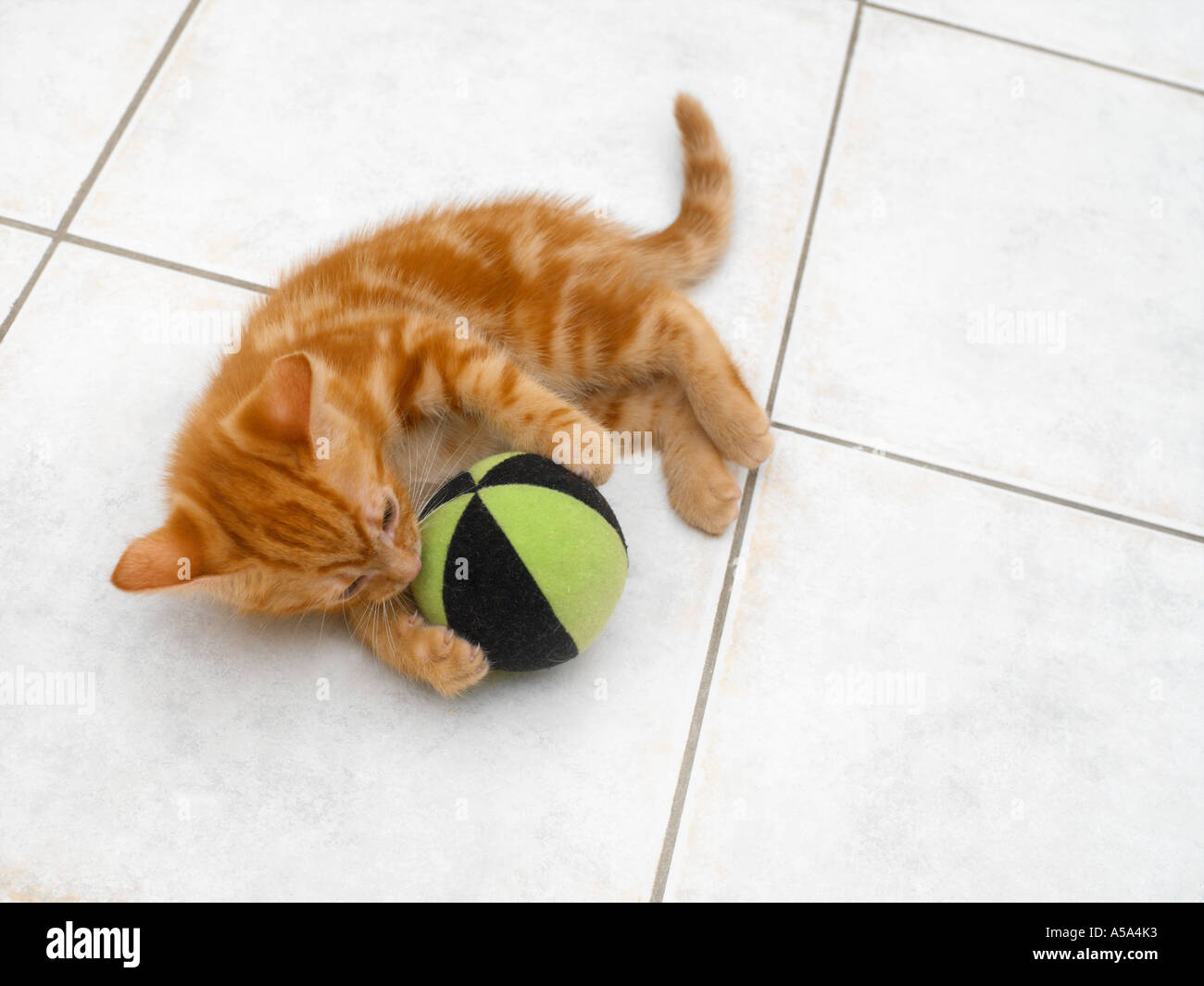 Eight Week Old Ginger Kitten Playing with Ball Stock Photo