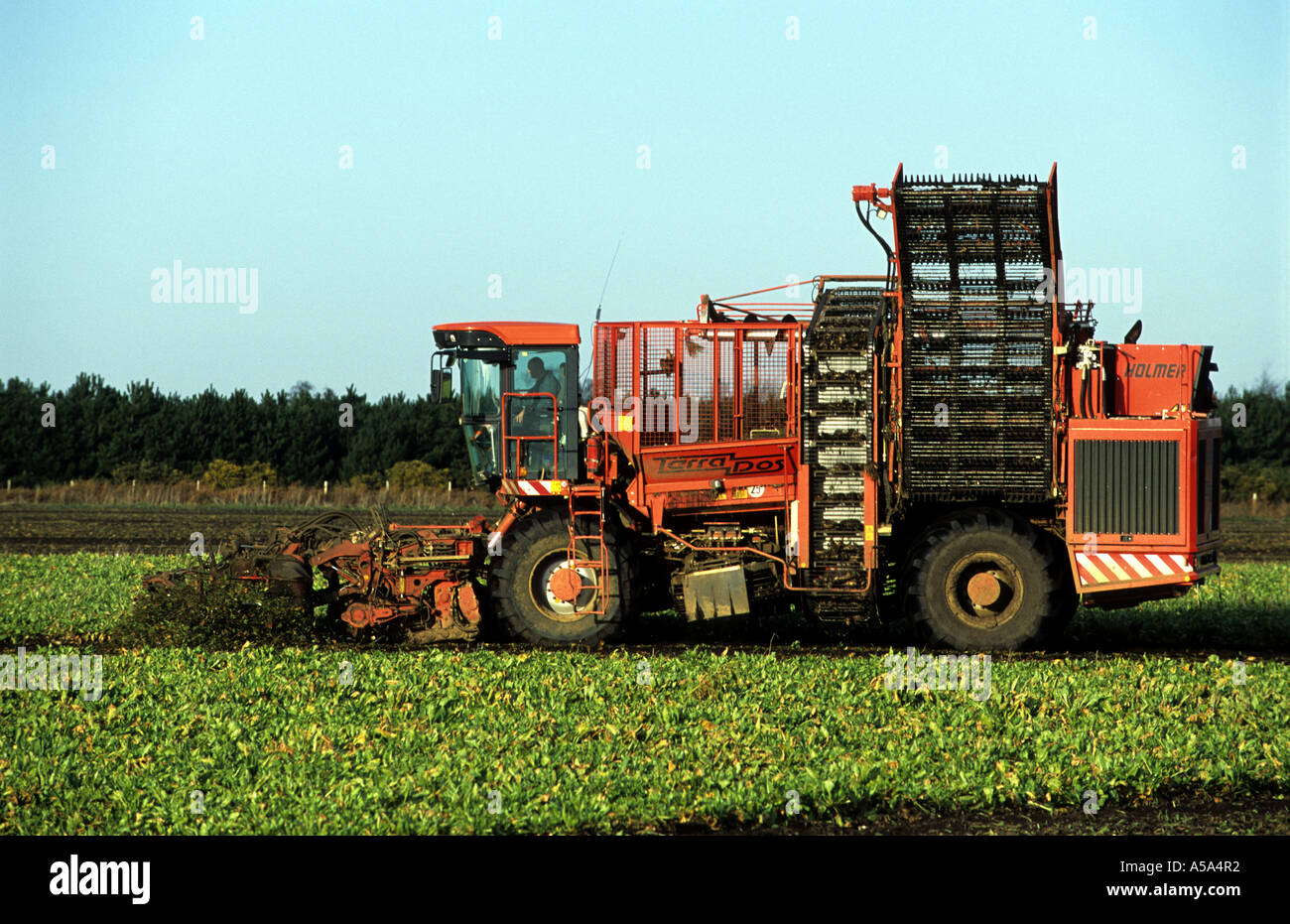 Sugar beet harvester, Hollesley, Suffolk, UK Stock Photo Alamy