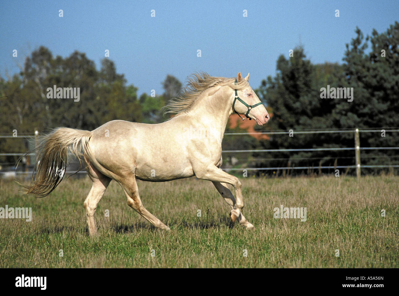 Aztekenpferd Caballo Azteka Azteca Horse Stock Photo