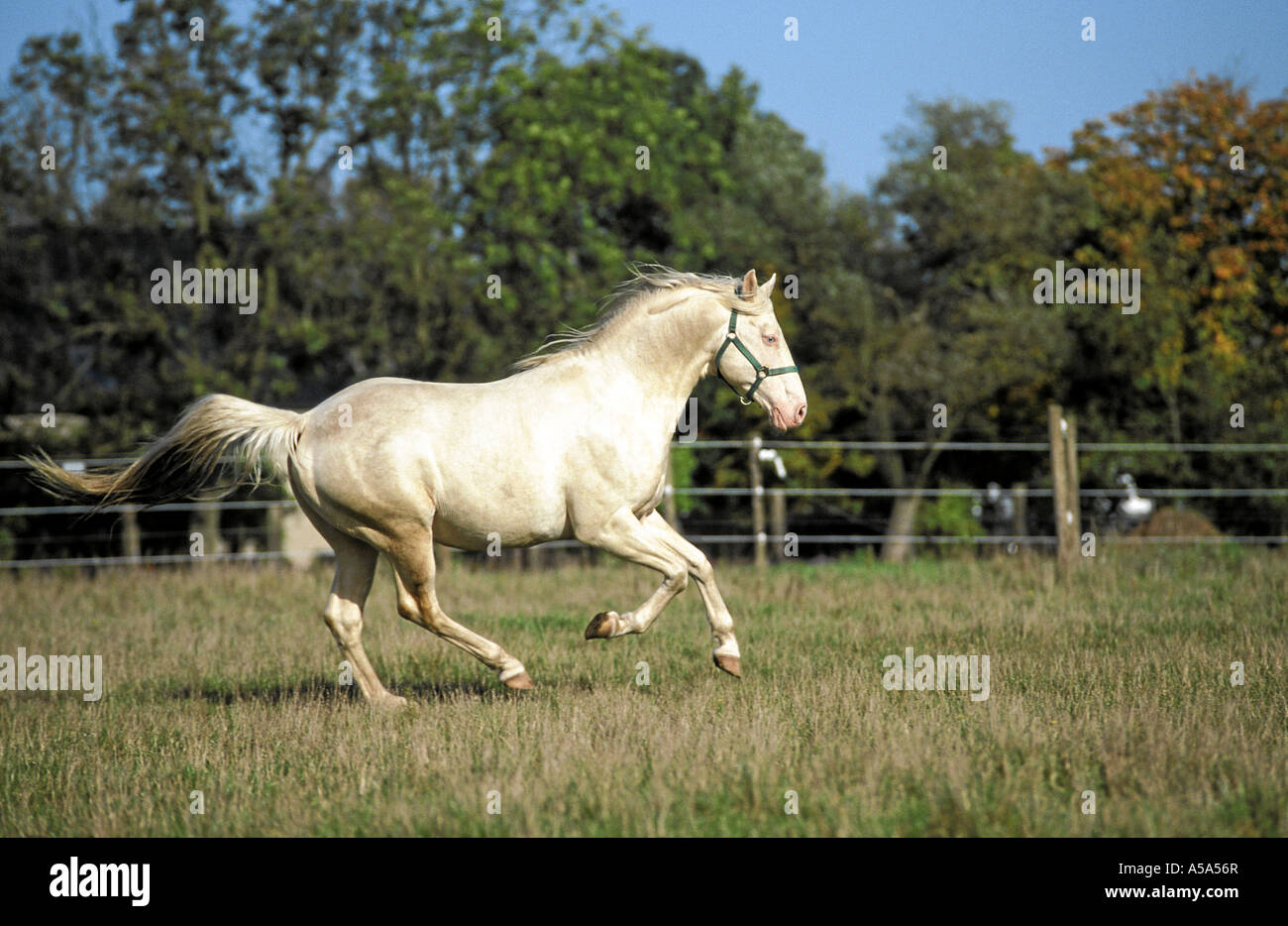 Aztekenpferd Caballo Azteka Azteca Horse Stock Photo