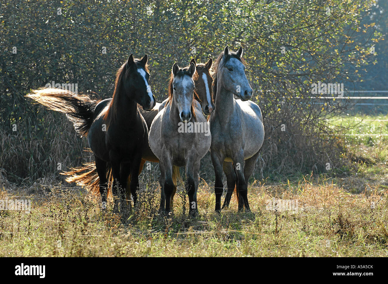 Berberpferd Barb Horse Stock Photo Alamy