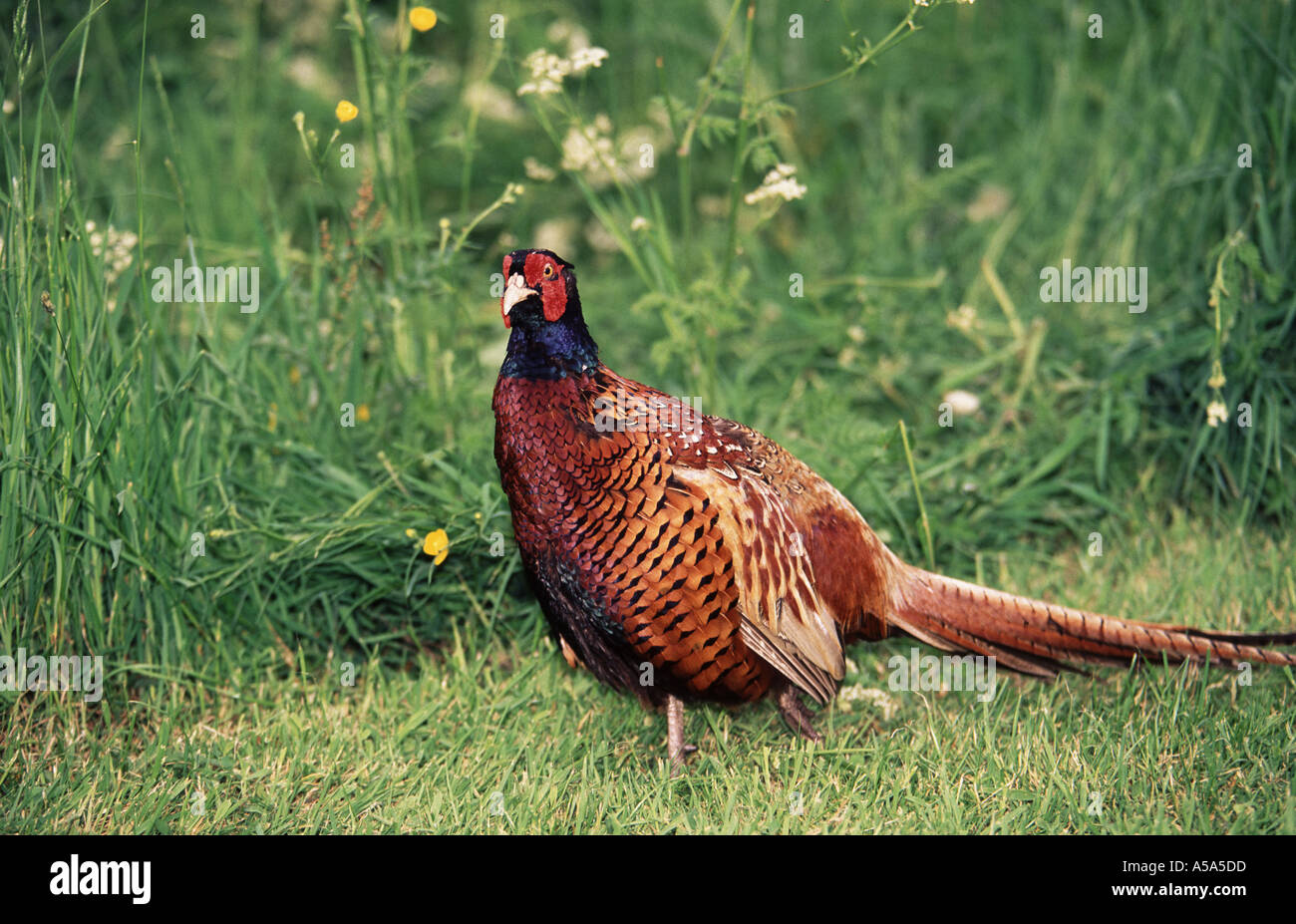 A Common Pheasant, Phasianus colchicus, in a garden in Cornwall, Great Britain. Stock Photo
