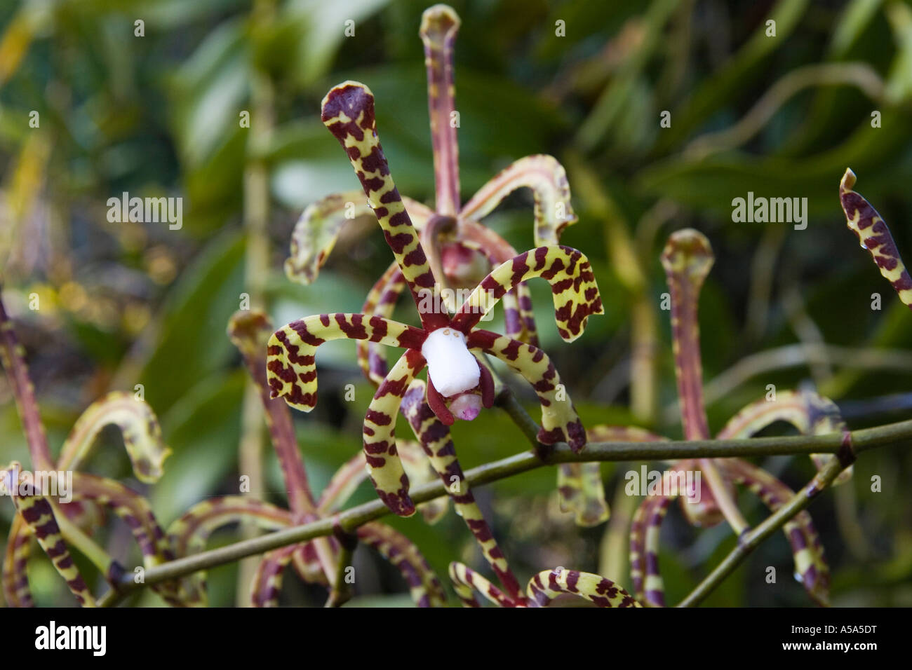 An orchid at Gamboa Rainforest Resort, Republic of Panama, Central America Stock Photo