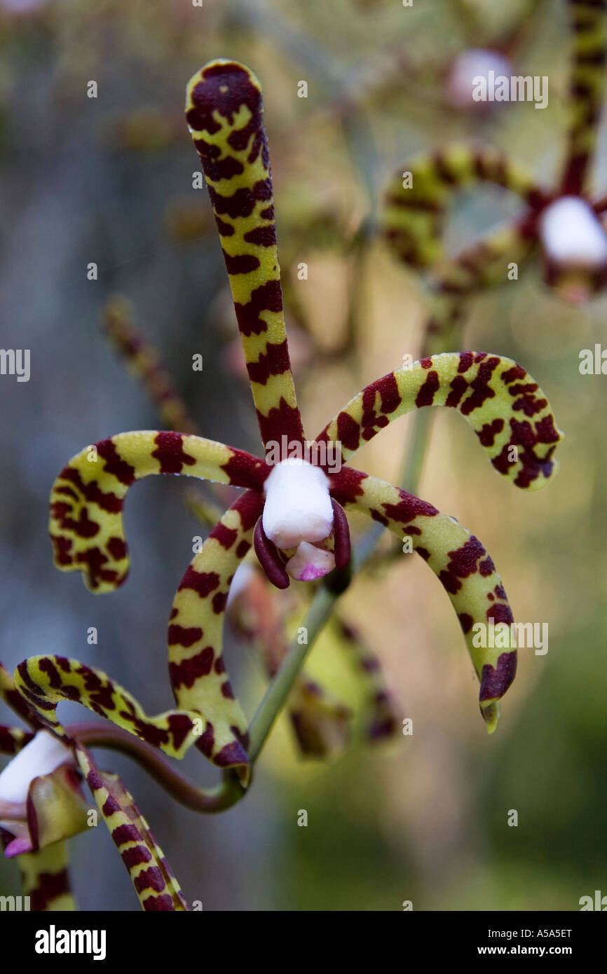 An orchid at Gamboa Rainforest Resort, Republic of Panama, Central America Stock Photo