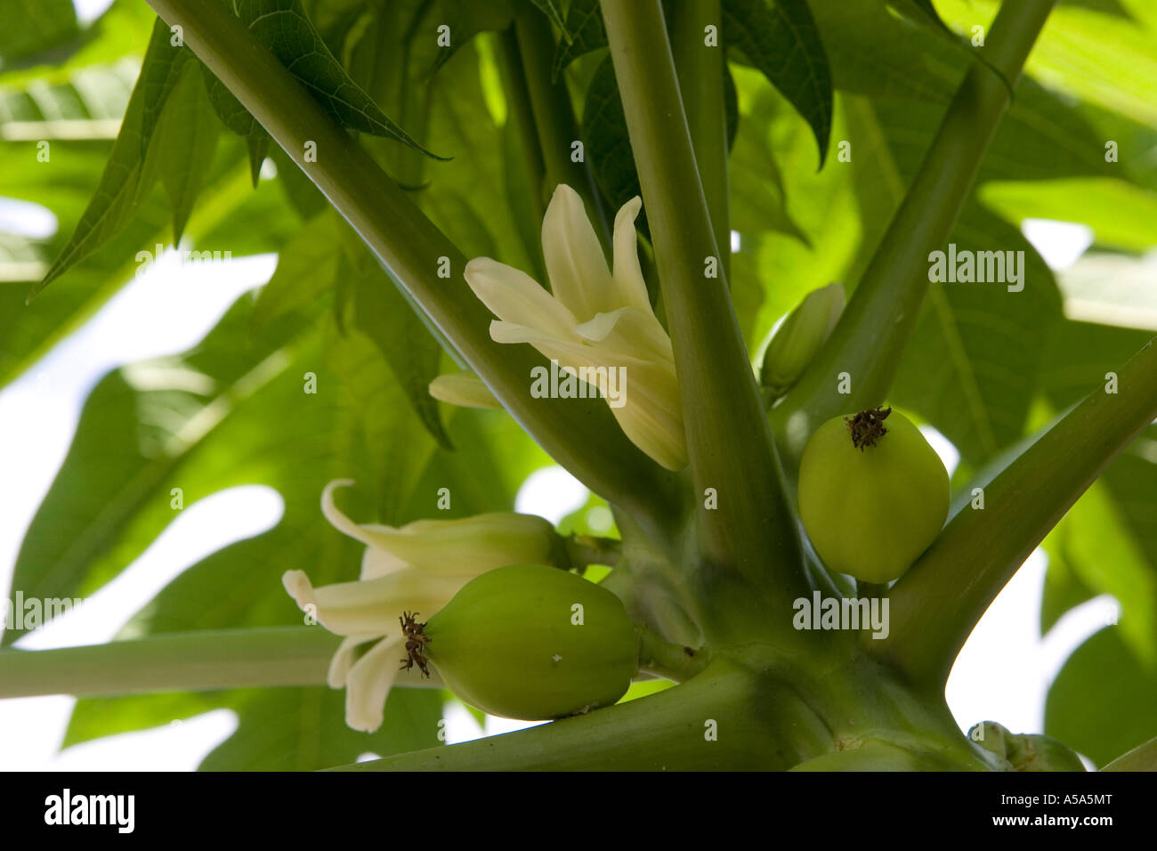 Carica papaya flowers and juvenile fruits Stock Photo
