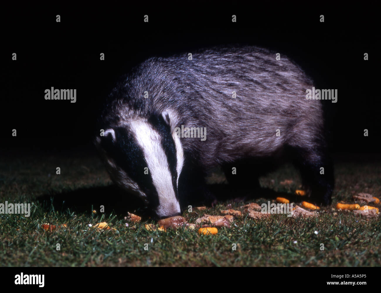 Badger feeding in the garden at night Shot on the Isle of Wight Stock Photo