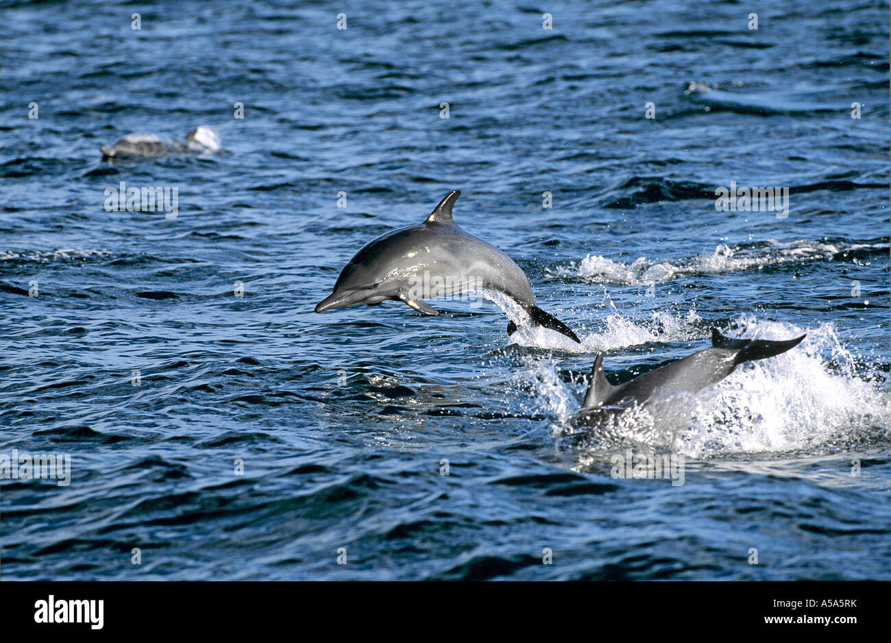 Gewoehnlicher Delfin Common Dolphin Baja California Stock Photo