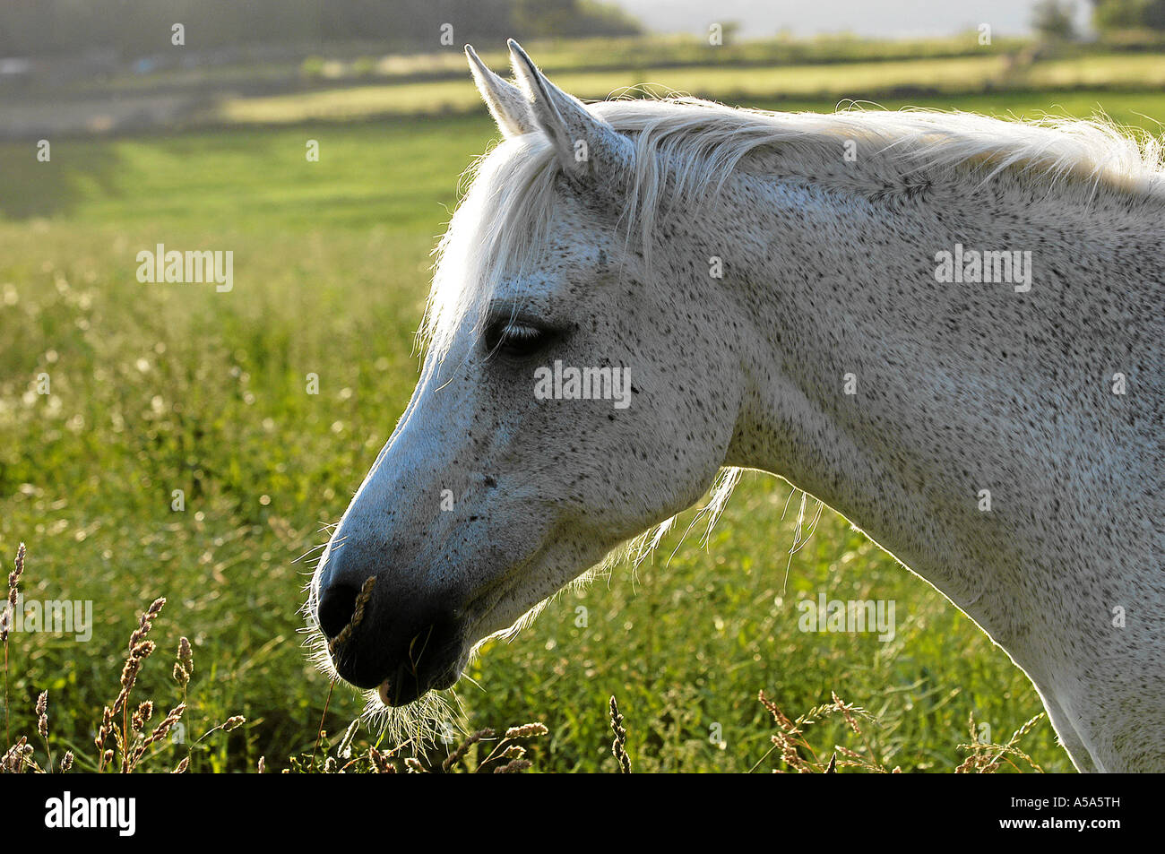 connemara araber stute trixi 31 jahre alt Stock Photo