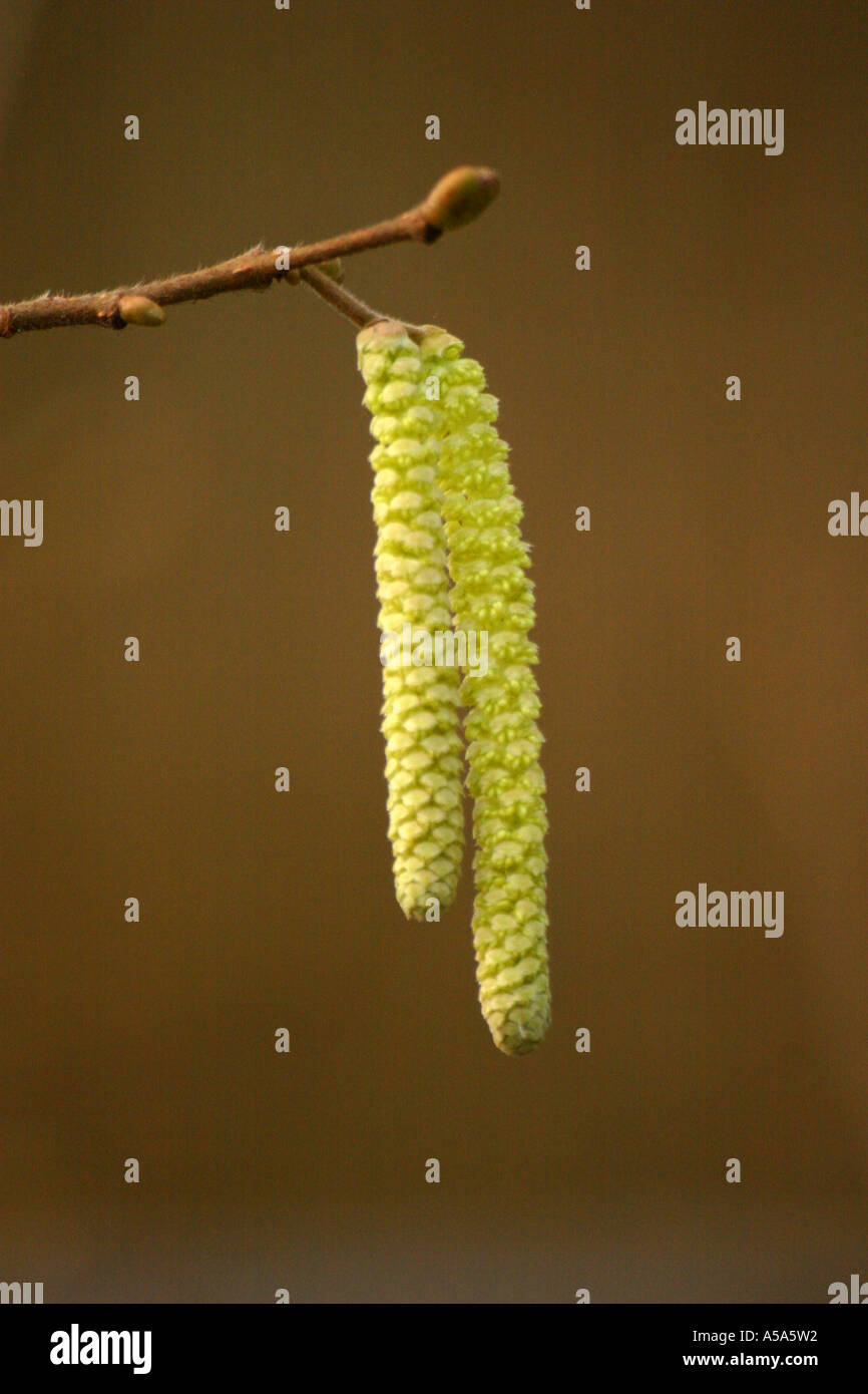 Hazel or Cobnut corylus avellana catkins Stock Photo Alamy