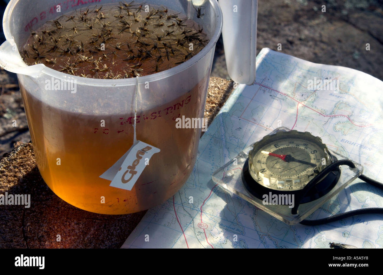 Wilderness camping with mosquito infestation Stock Photo Alamy