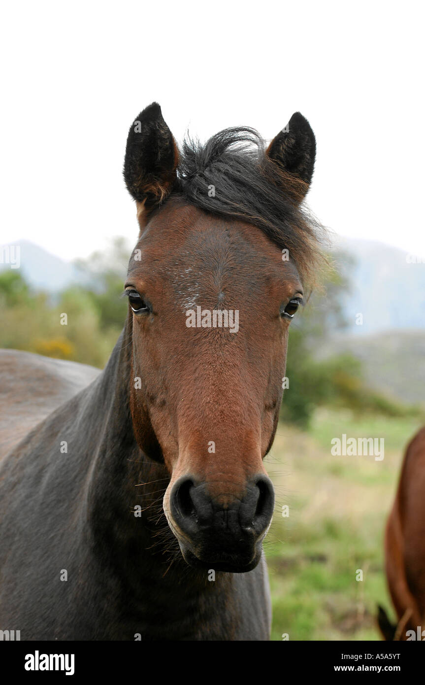 connemara pony irland Stock Photo