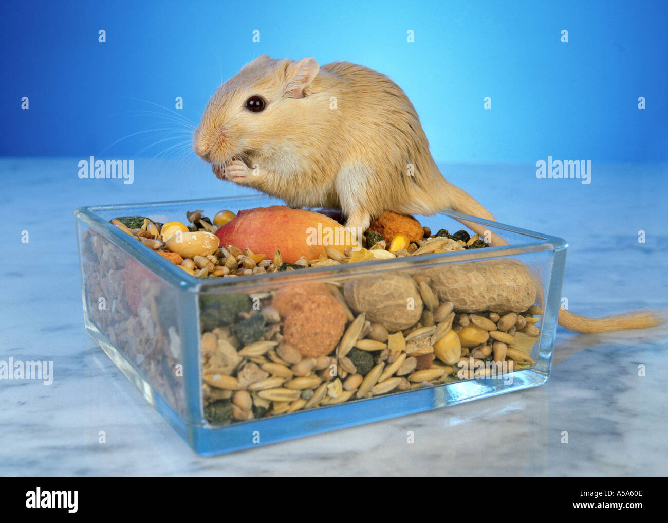 gerbil sitting in its bowl feeding food feed corn glass box nut peantus  apple blue background Stock Photo - Alamy