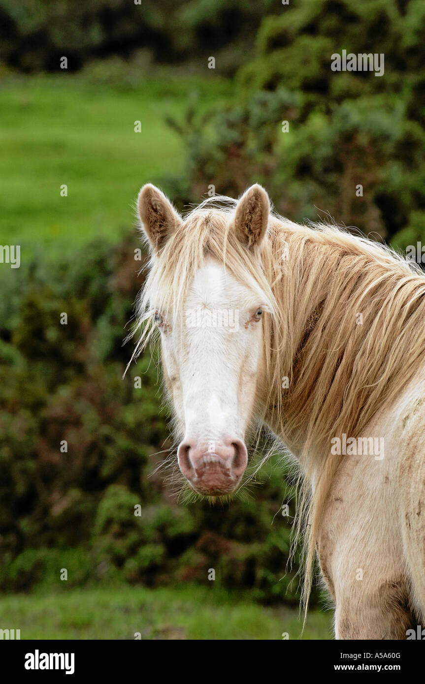 connemara pony irland Stock Photo