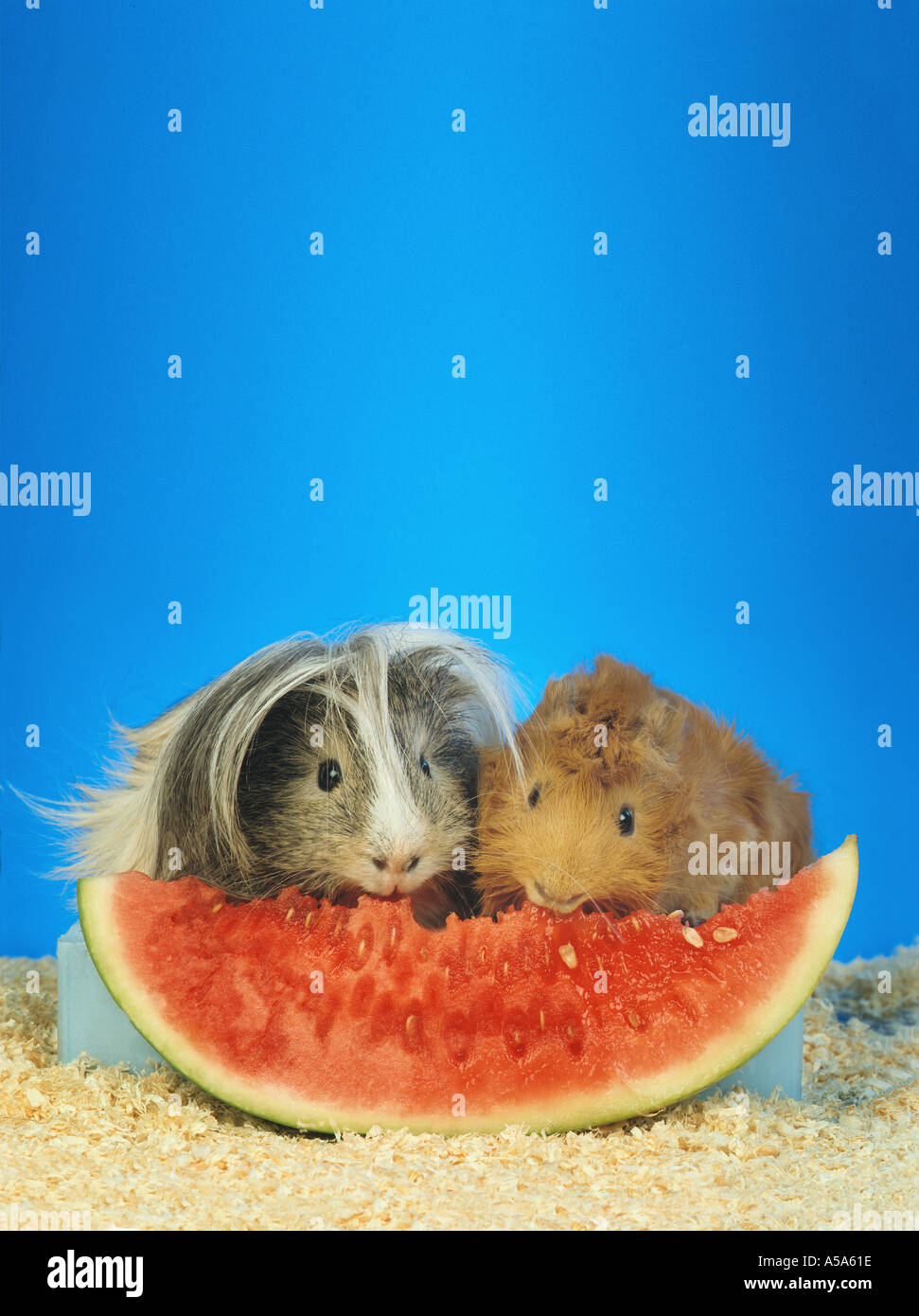 GUINEA PIG PIGS eating a water melone melon plain background for text layout title Stock Photo
