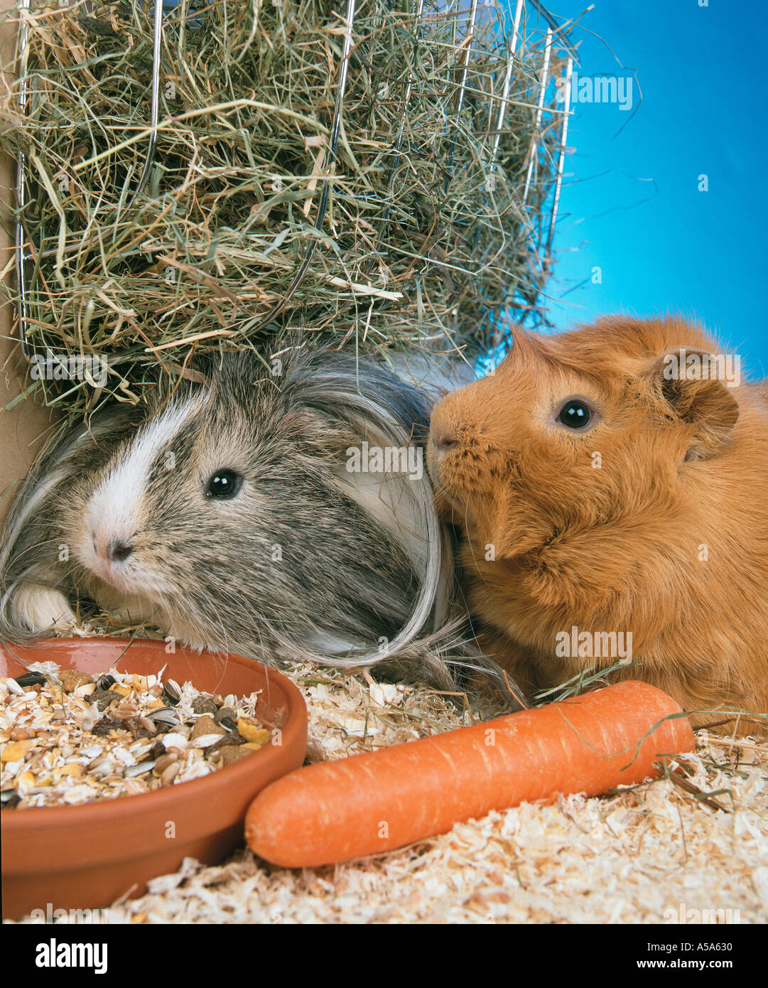 GUINEA PIG PIGS sitting in the HAY cage Stock Photo Alamy