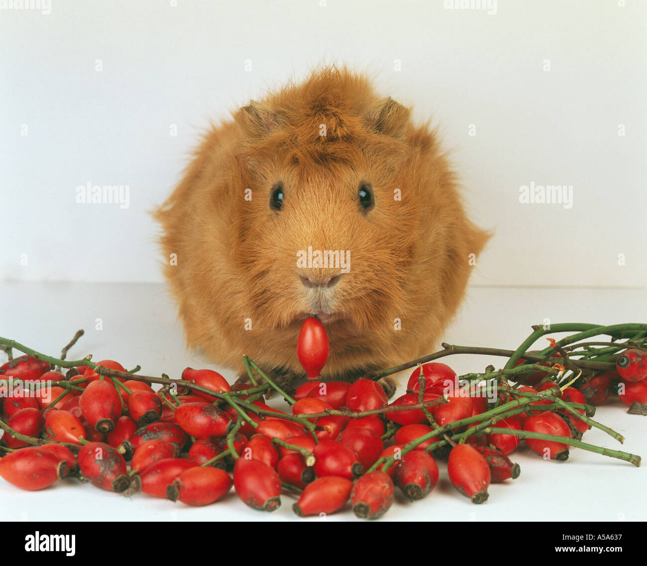 Guinea pig eats ROSE HIP Stock Photo Alamy