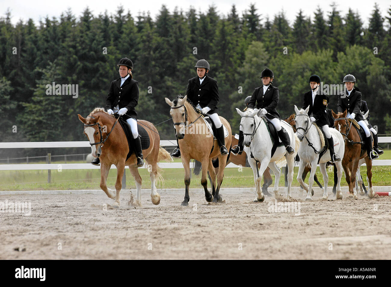 German warmblooded riding Pony Deutsches Reitpony Stock Photo