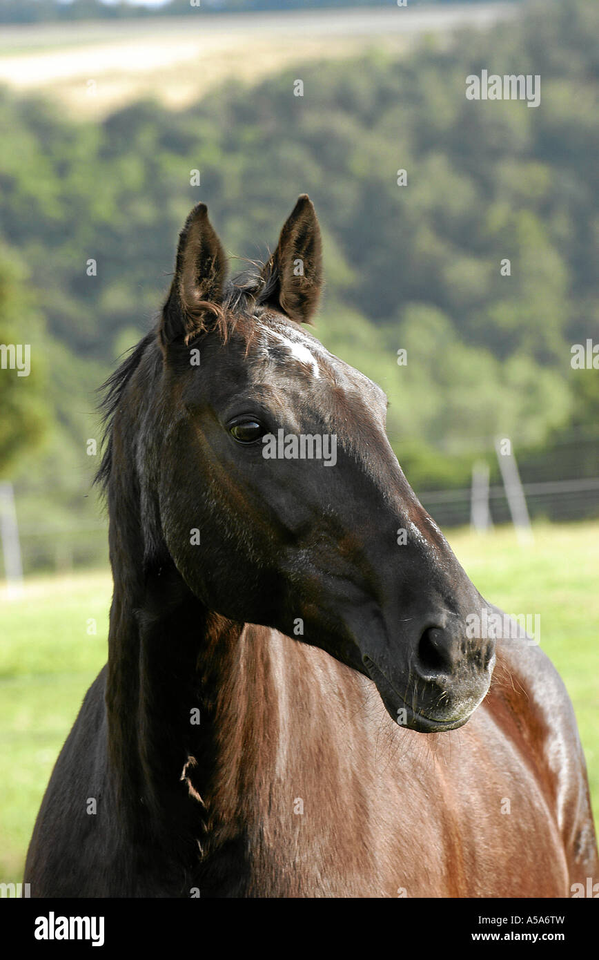 German warmblooded Horse Deutsches Warmblut Stock Photo