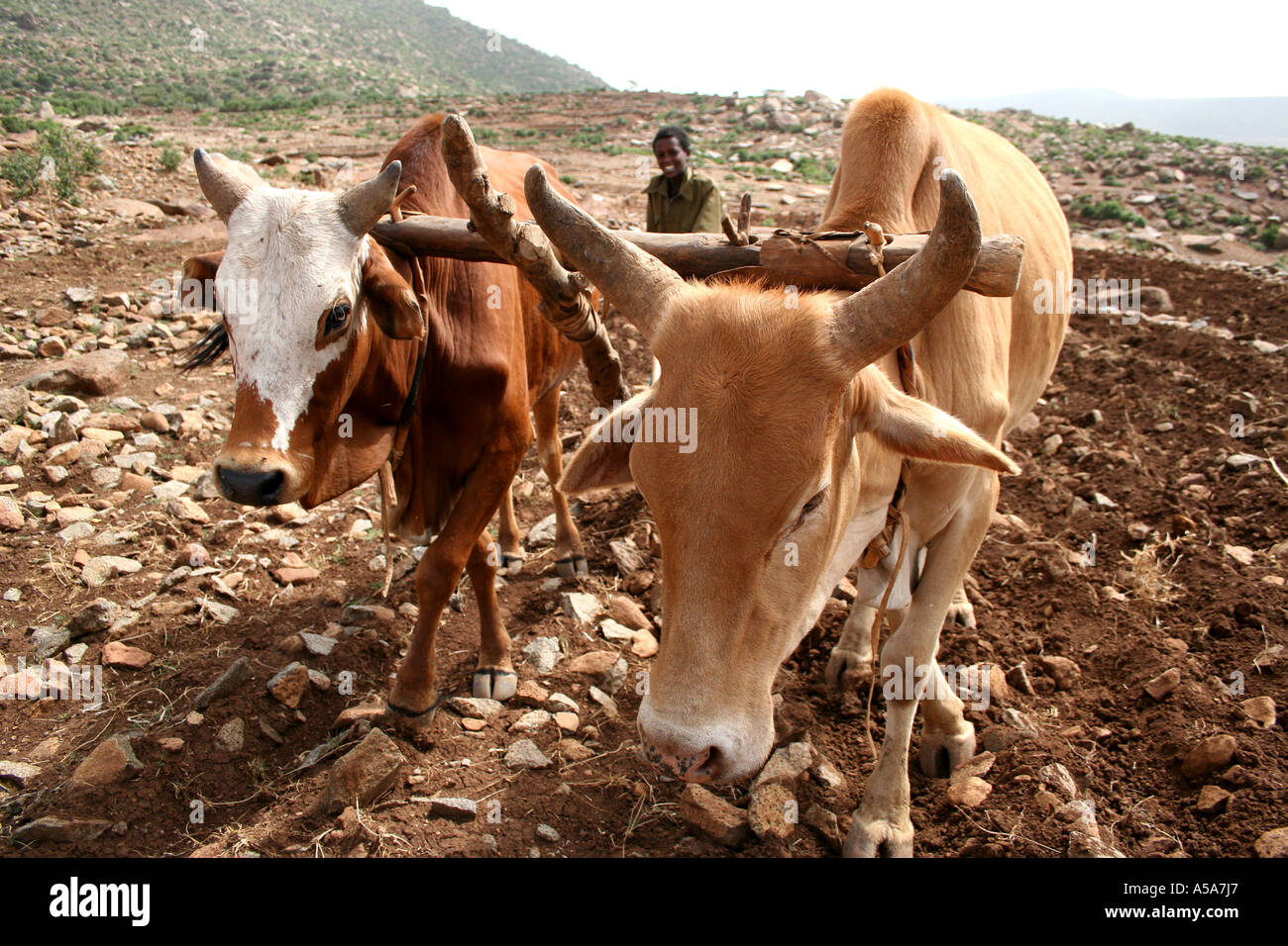 Aksum, Axum, Ethiopia, boy plowing a very rock filled field with two oxen Stock Photo