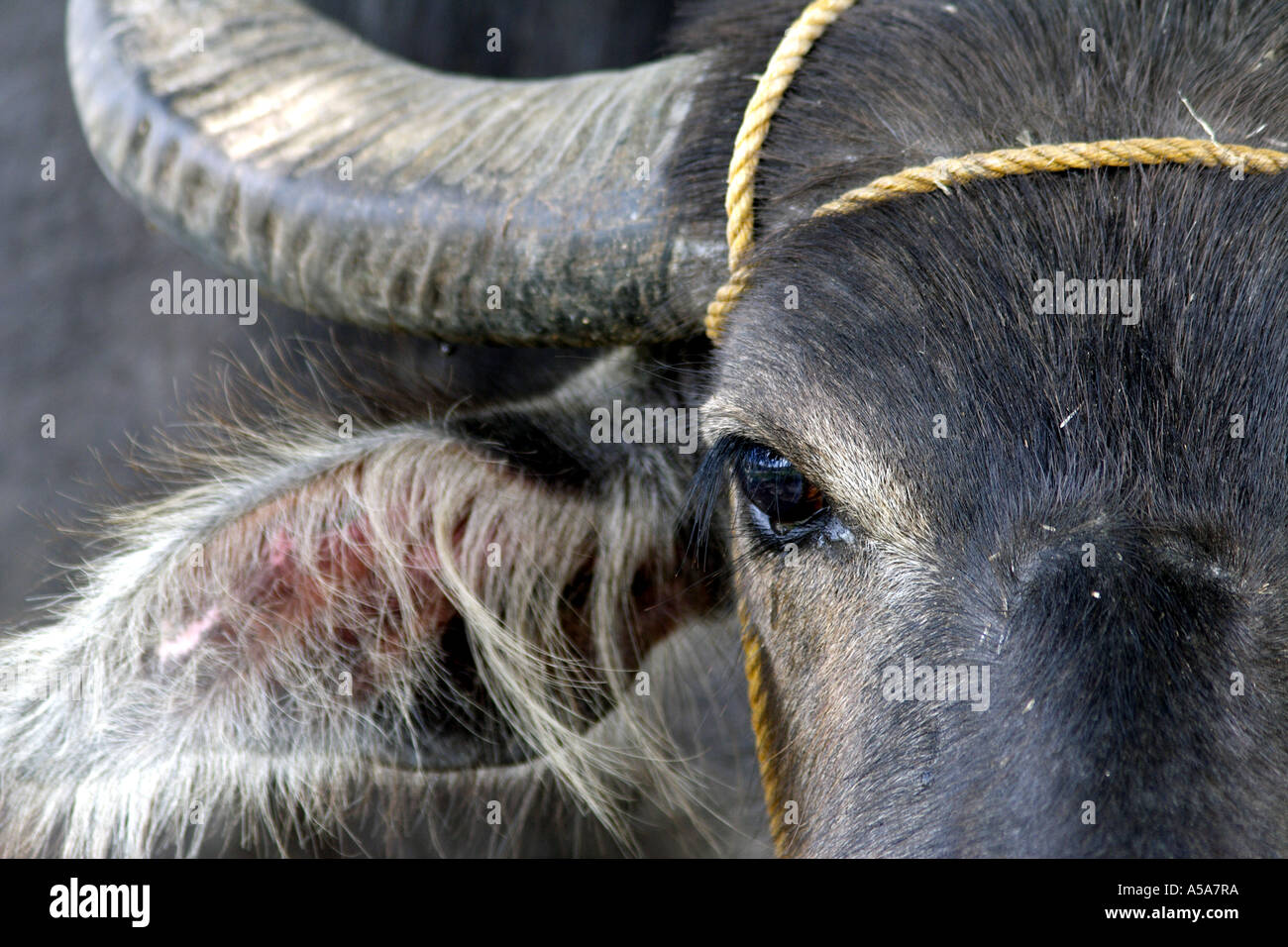 Close up of an Aeta water buffalo near Mount Pinatubo, Crater lake, volcano, Luzon Island, Philippines Stock Photo