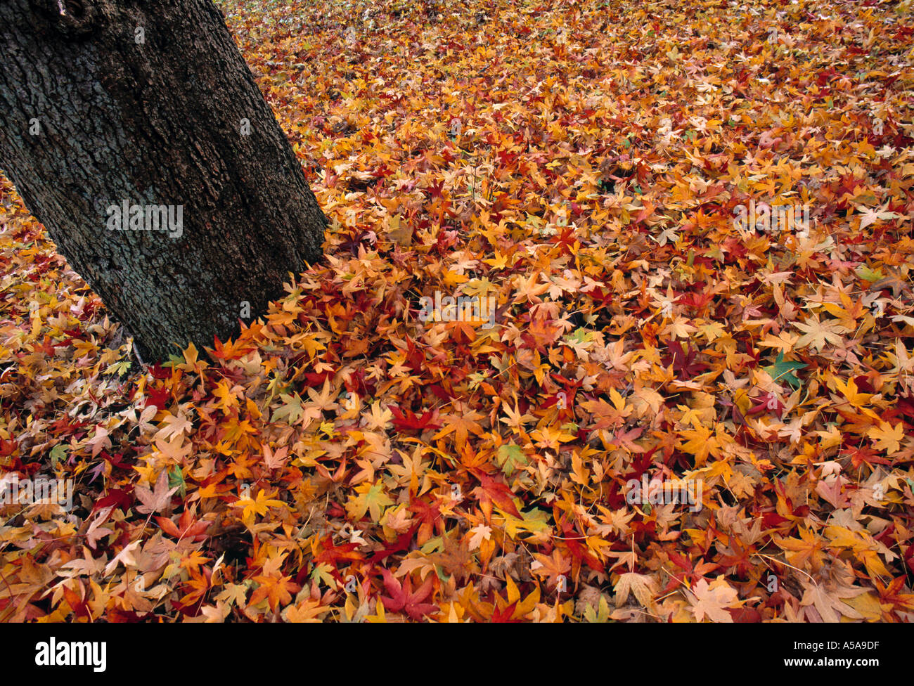 Autumn Leaves Stock Photo