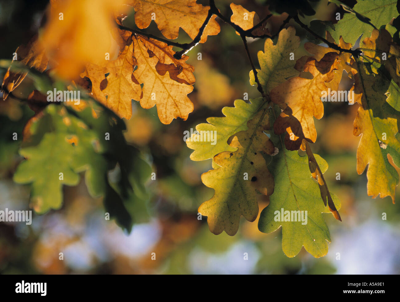 Oak natural hi-res stock photography and images - Alamy