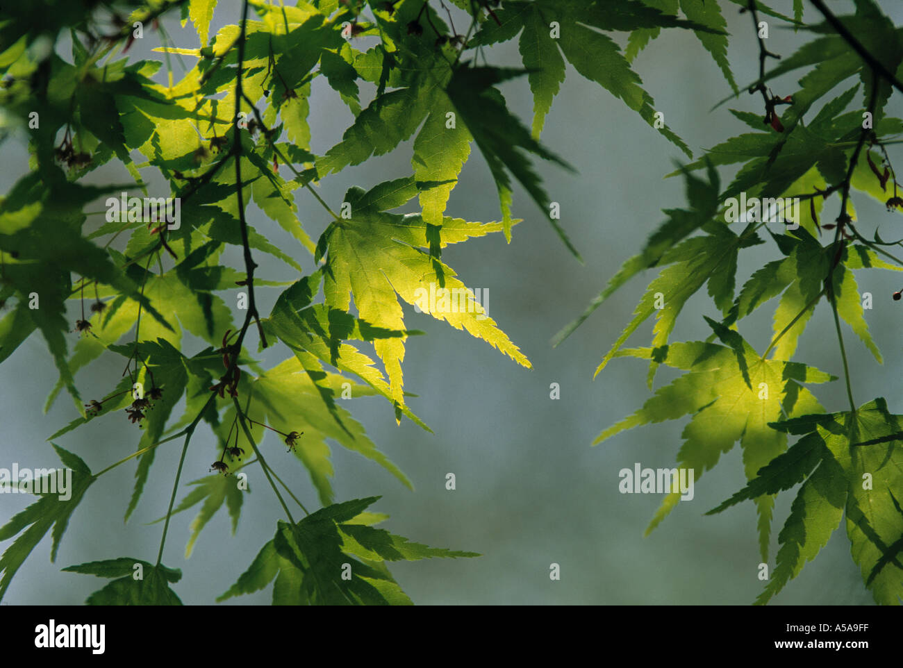 Maple leaf hi-res stock photography and images - Alamy