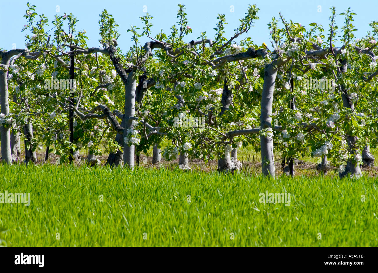 Fruit orchard in niagara hi-res stock photography and images - Alamy