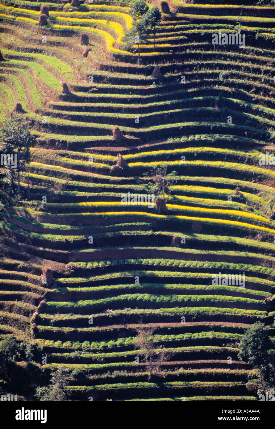 Terraced Hillside, Nepal Stock Photo