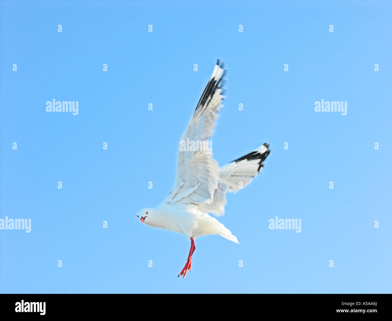 Silver gull turning head landing wings spread Stock Photo