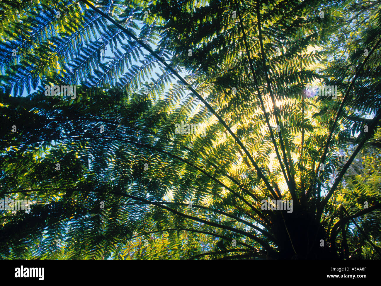 Ferns new zealand hi-res stock photography and images - Alamy