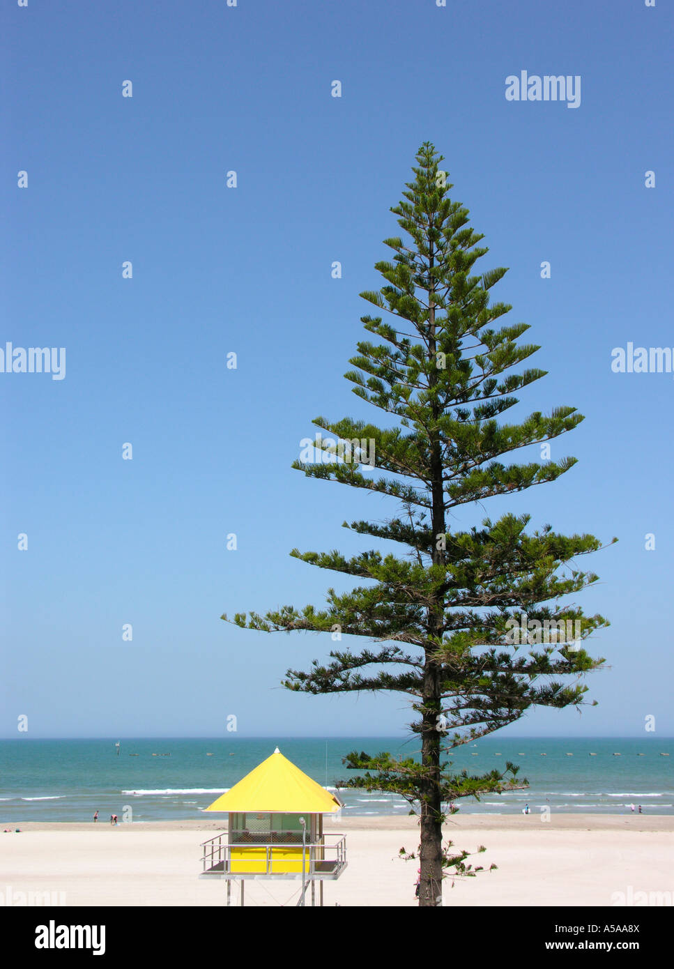 Surf lifesaving lookout tower and pine tree Glenelg beach Adelaide