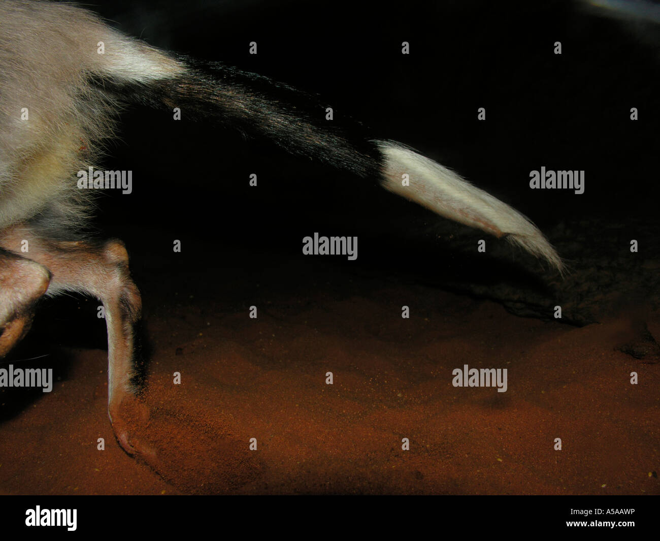Bilby tail end running on red sand in darkness Stock Photo