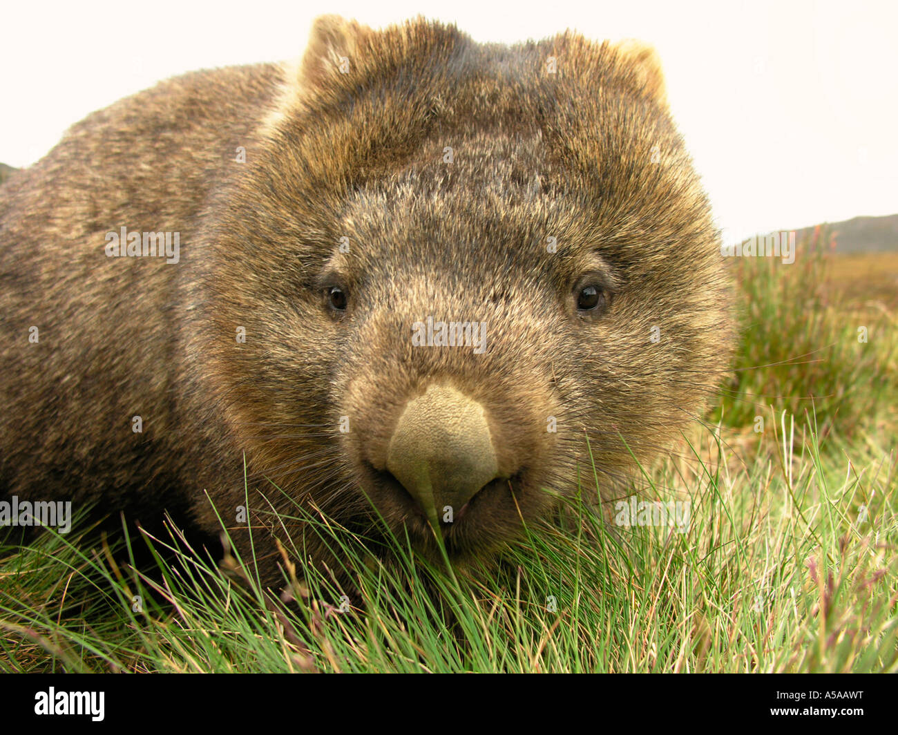 Nosy wombat on grassy pasture Tasmania Stock Photo