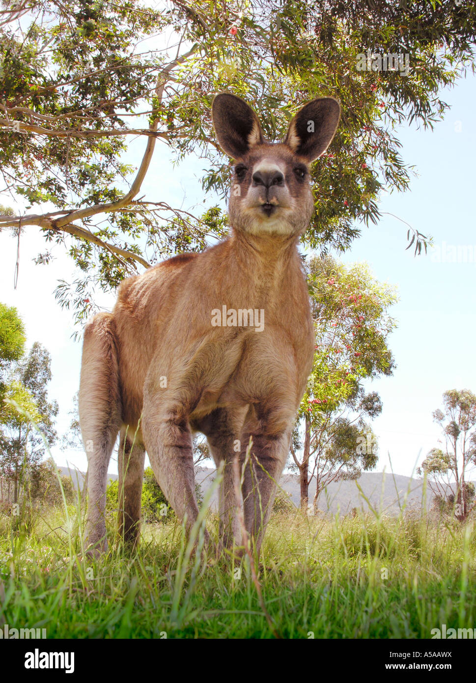 Eastern grey kangaroo Macropus giganteus aka Forester in open grass landscape Stock Photo