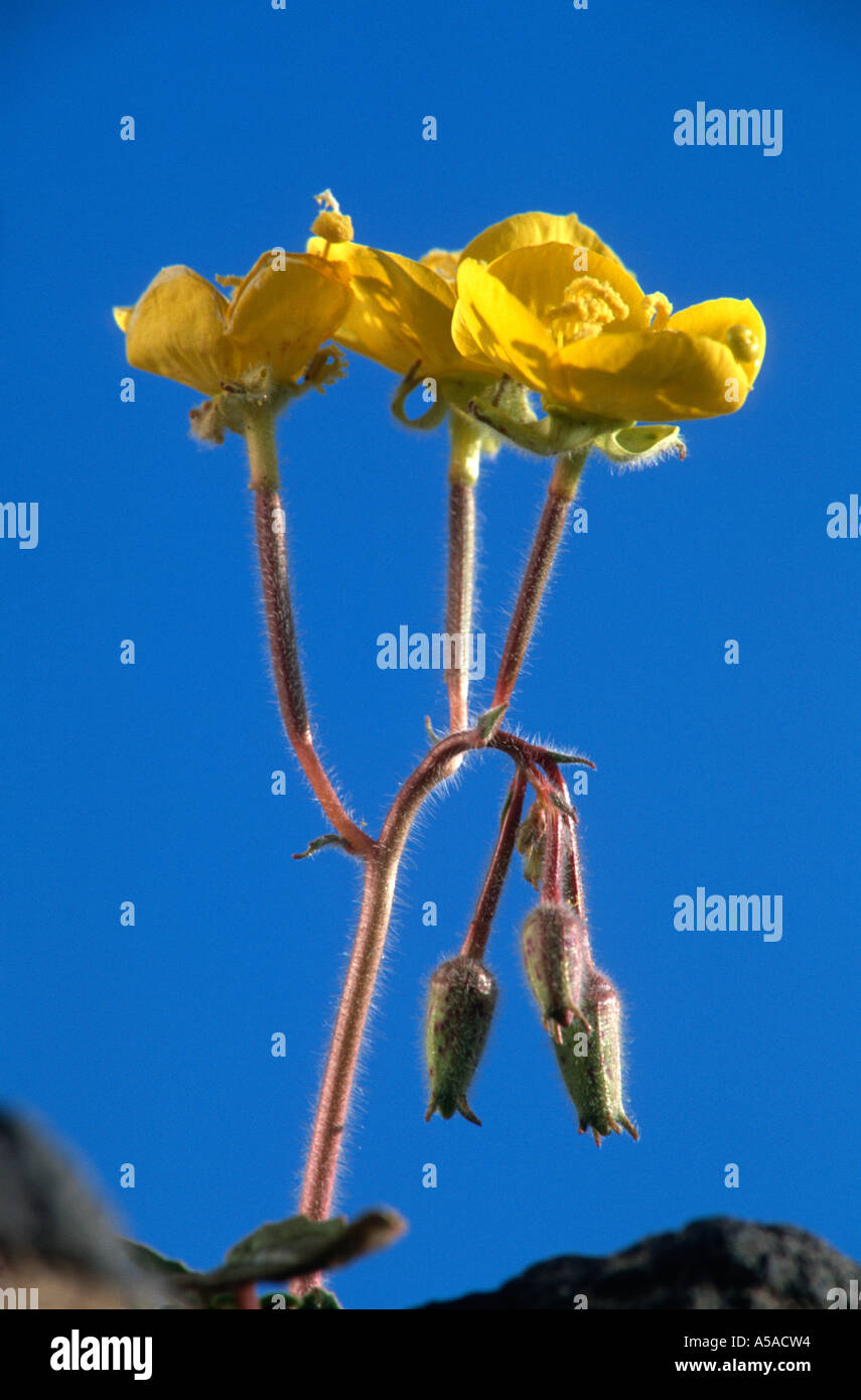 Camissonia brevipes, Yellow Cup, Death Valley, CA Stock Photo