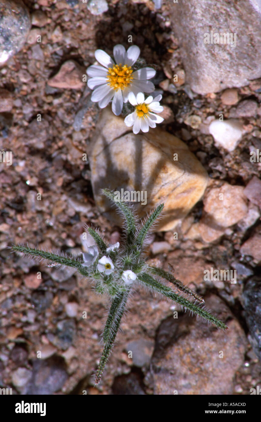 Cryptantha utahensis, Scented Cryptantha & Perityle emoryi; Emory’s Rock Daisy, Death Valley, CA Stock Photo