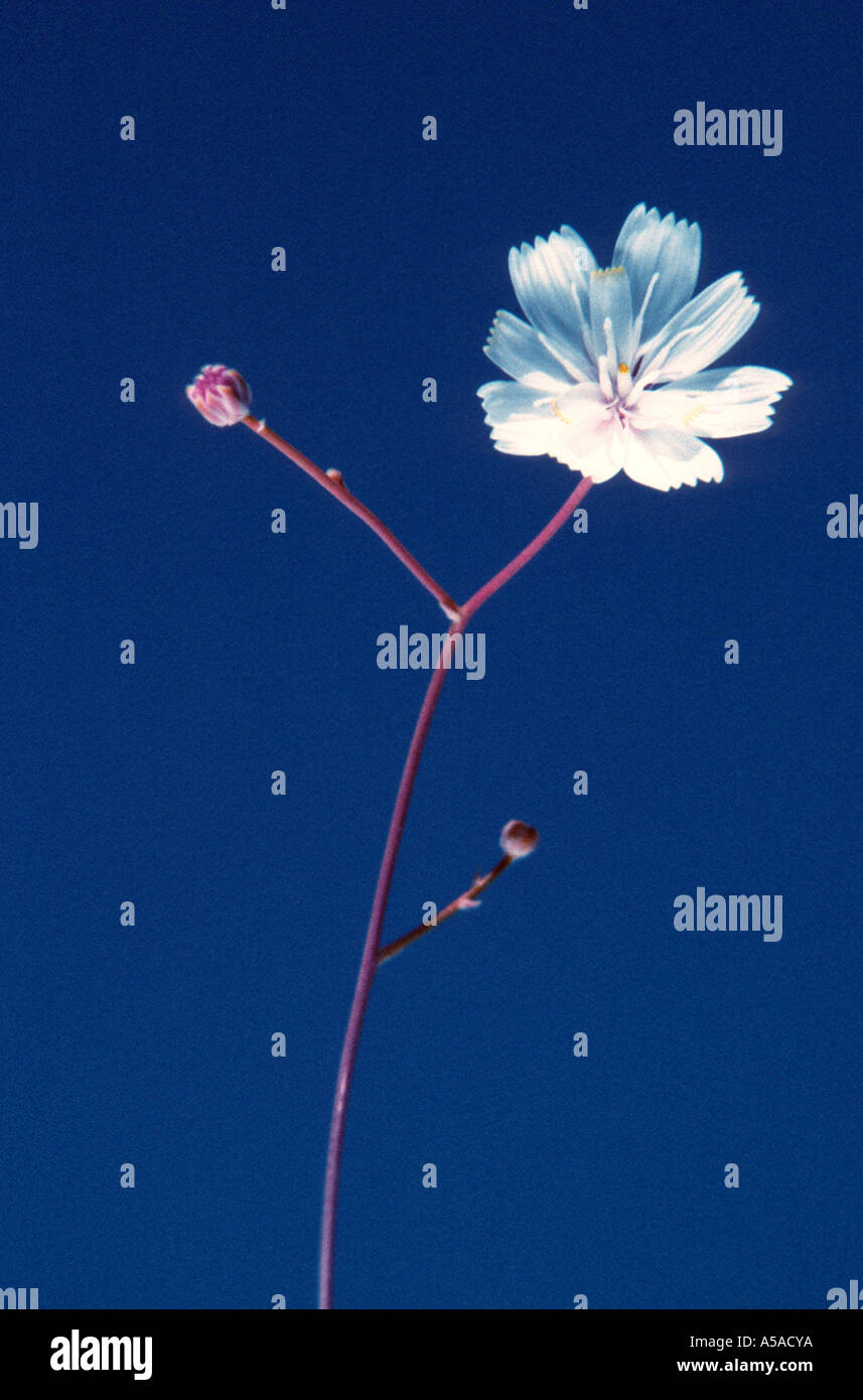 Gravel ghost wildflowers hires stock photography and images Alamy