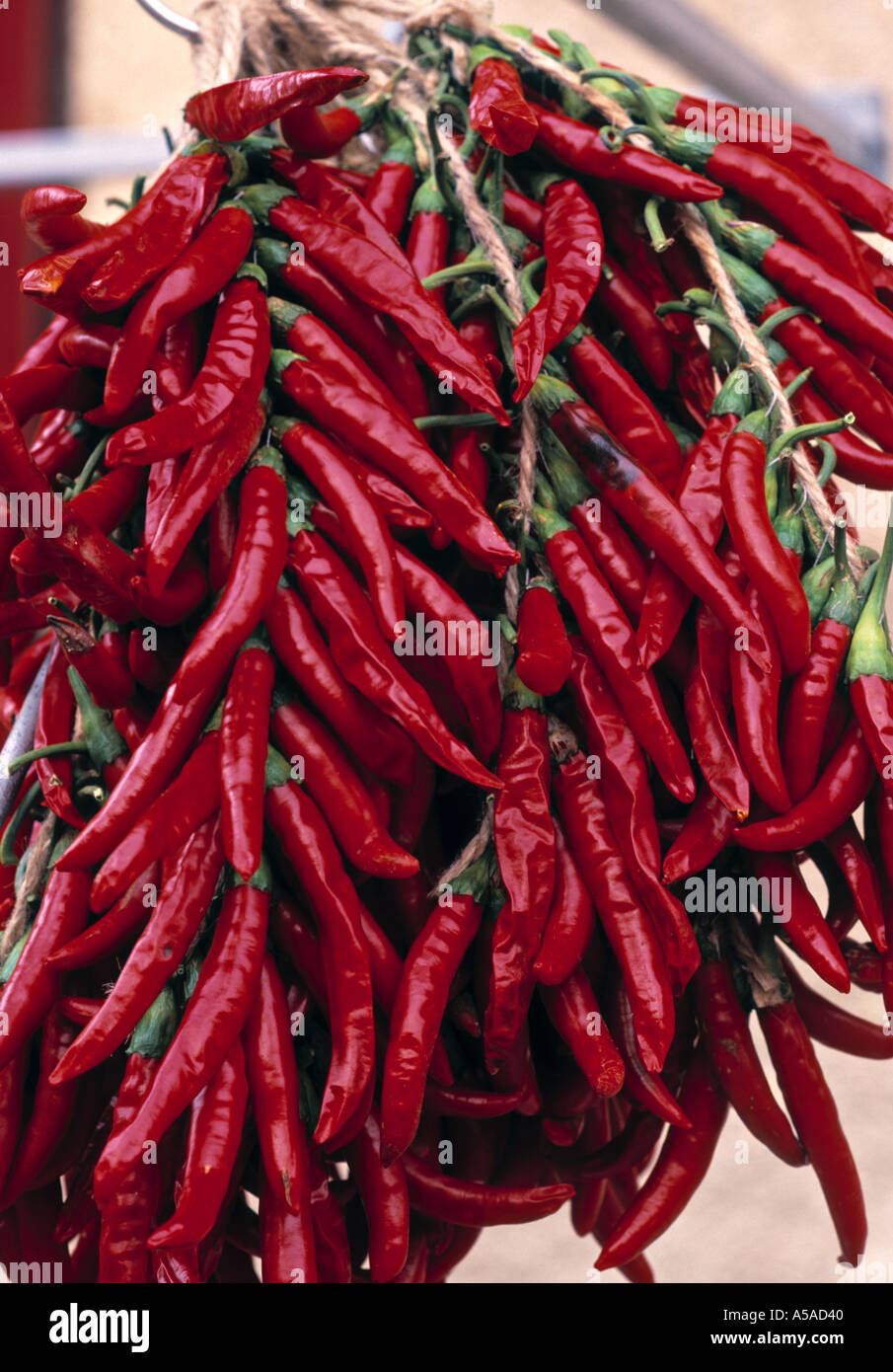 Chilli of the day hi-res stock photography and images - Alamy